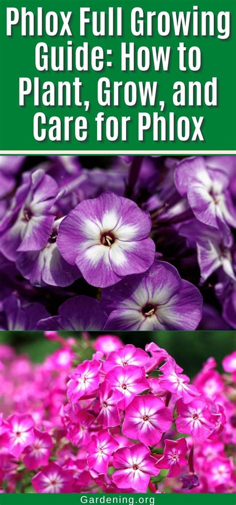 Phlox Full Growing Guide How To Plant Grow And Care For Phlox