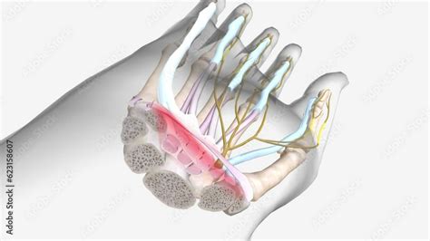 Carpal Tunnel Syndrome Cts Is A Common Neurological Disorder That