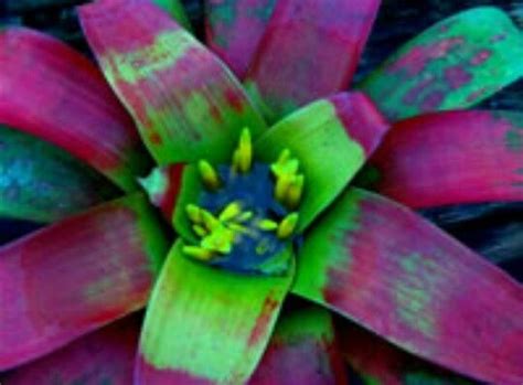 A Pink And Green Flower With Yellow Stamens On It S Center Leaf