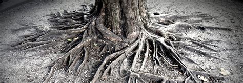 Let the forest come back by Donatella Gasparo