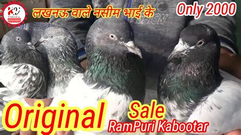 Lucknow वल नशम भई क Original RamPuri Kabootar Sale Rampri Pigeon