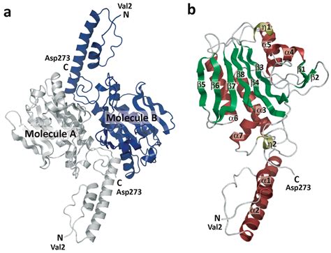 Ijms Free Full Text Crystal Structure Of Pyrrolysyl Trna Synthetase