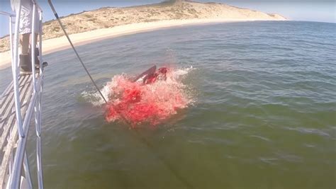 Graban El Espectacular Ataque De Un Tiburón Blanco A Una Foca Cerca De