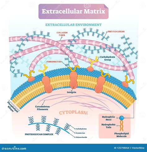 Extracellular Matrix Labeled Infographic Vector Illustration Scheme. Stock Vector - Illustration ...