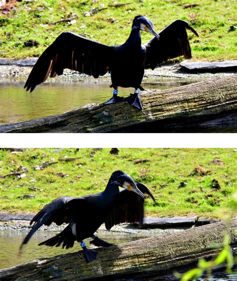 Kormoran - Fotos 3 - Medienwerkstatt-Wissen © 2006-2024 Medienwerkstatt