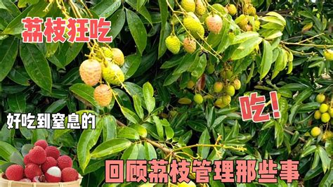 回顧荔枝管理：荔枝新品種如何管控花穗，以及防荔枝衝梢的方法 Reviewing Lychee Management How To