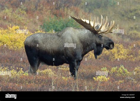 Alaska Elch Tundra Moose Yukon Elch Alces Alces Gigas Einzige