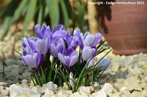 CROCUS PICKWICK The Garden Of Eaden