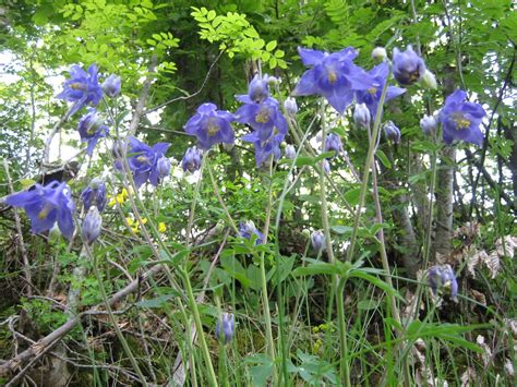 Over 20 Shade Loving Perennials & Annuals | Rustic & Refined