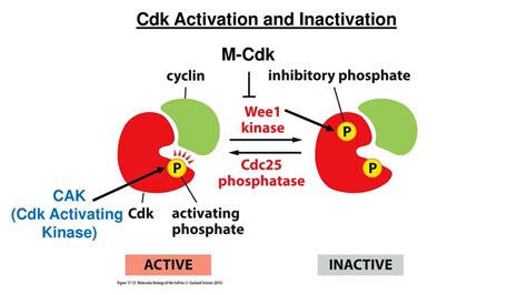 Phases Of The Cell Cycle Ppt Download