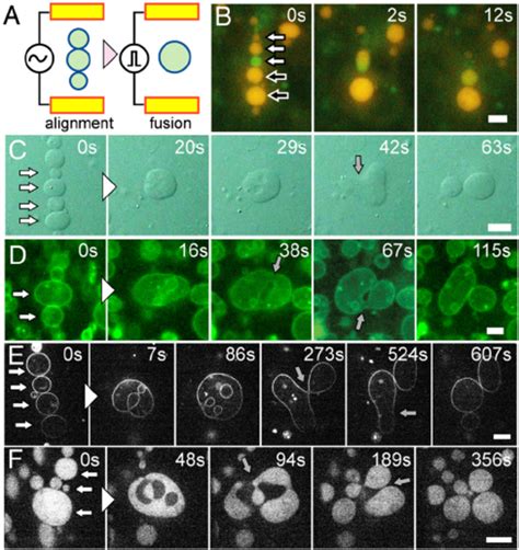 Electrofusion And Budding Transformation Of Guvs A Schematic