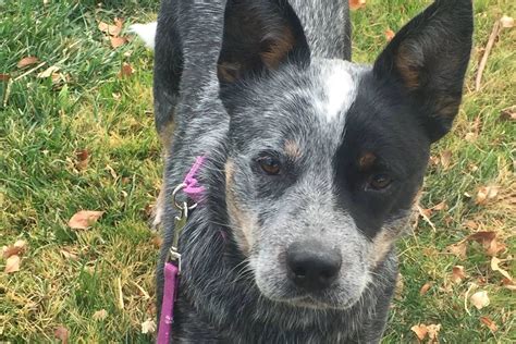Hall's Heelers : The Original, Blue, Australian Cattle Dogs