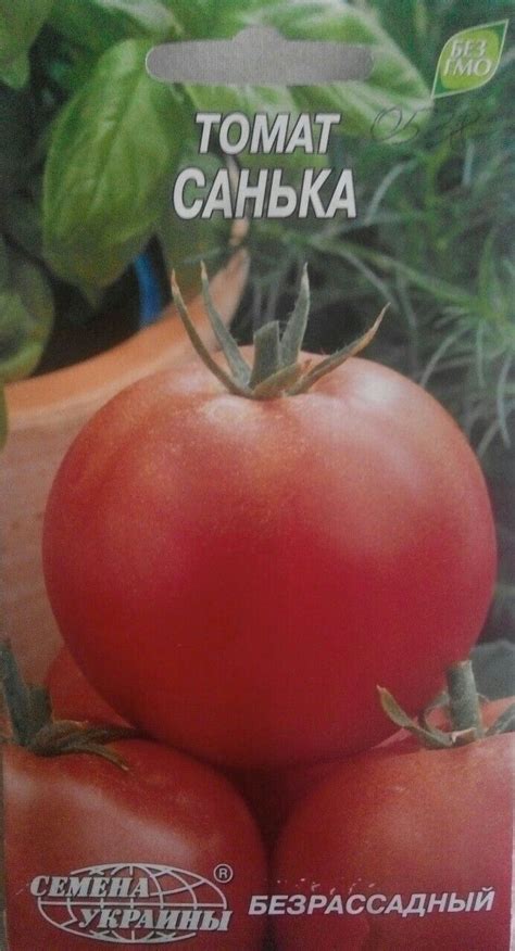 #томат #санька | Tomato, Plants, Vegetables