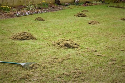 How To Revive A Lawn After Scarifying Restore Your Lawn Through Our