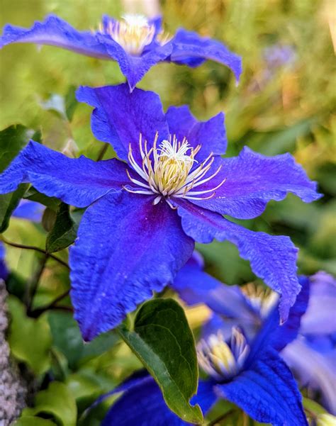 Beautiful Clematis Blooms The Martha Stewart Blog