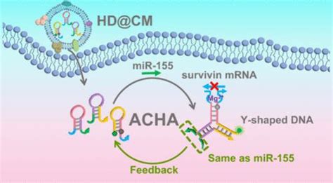 用于 Mir 155 传感和基因沉默的 Y 形 Dna 纳米结构的原位细胞内自催化发夹组装analytical Chemistry X Mol