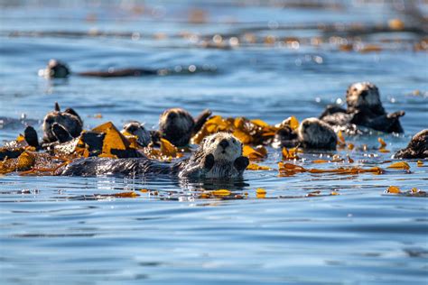 Sea otters helped restore California kelp forests - The Wildlife Society