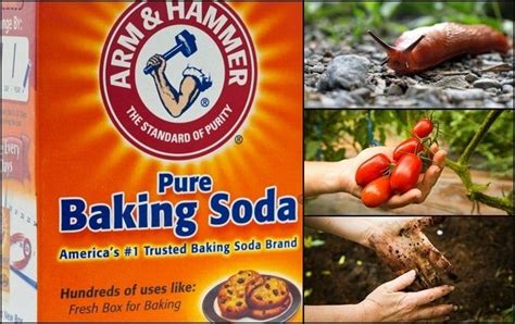 13 Brilliant Uses For Baking Soda In The Garden Natural Pest Control Garden Pest Control