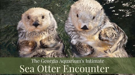 Georgia Aquarium: Shake Hands with Otters and Other Intimate Encounters