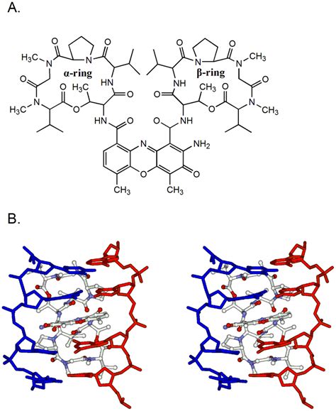 The Binding Of Actinomycin D To Dna A The Chemical Structure Of