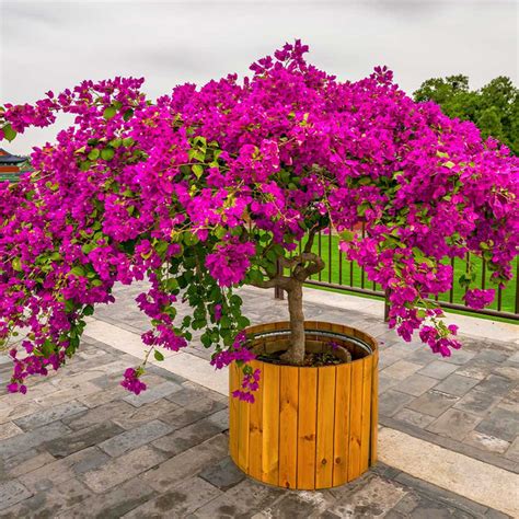 25 Stunning Bougainvillea Landscaping Ideas.