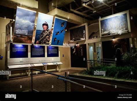 Inside the Outer Banks Center for Wildlife Education, showing a
