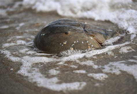 Horseshoe Crab Hatching