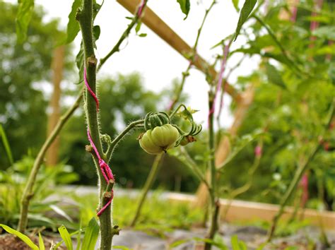 Tomato Companion Plants | Permaculture Garden Bed | The Cottage Vegetable