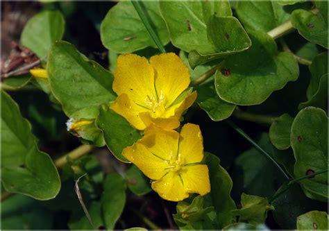 Lysimachia nummularia - Изображение особи - Плантариум