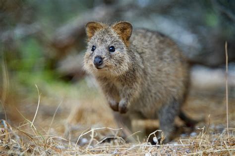 Why The Quokka Is The Cutest Animal In The World (VIDEO)