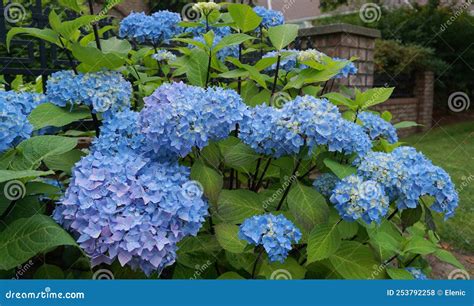 Beautiful Flowering Hydrangea Macrophylla Enziandom with Blue Flowers ...
