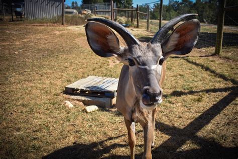 Kudu Antelope