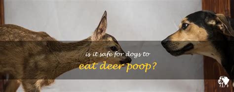 Is It Safe For Dogs To Eat Deer Poop Petshun