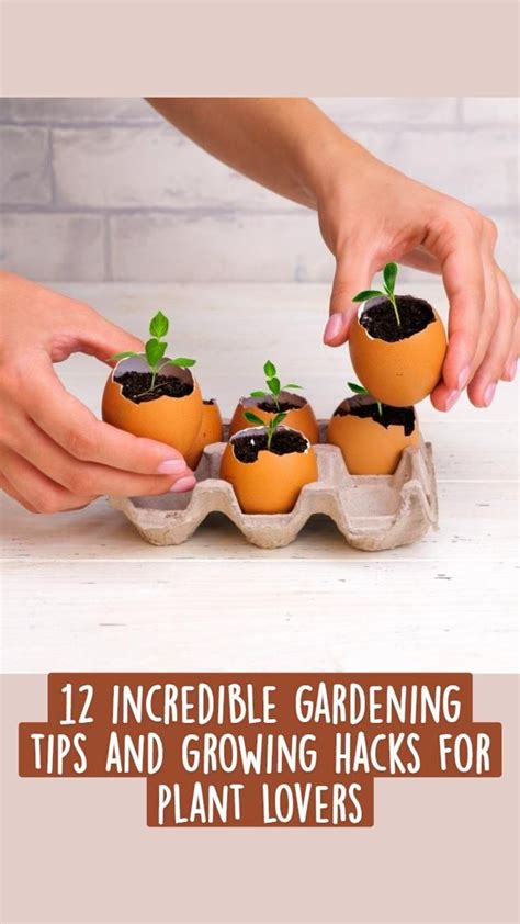 12 incredible gardening tips and growing hacks for plant lovers – Artofit