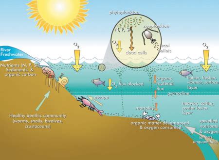 Phytoplankton (Algae) Blooms - Enviro Wiki