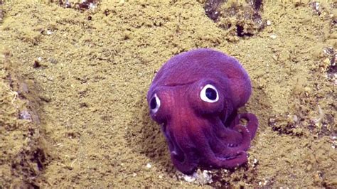 A Cartoonish Purple Squid With Big Googly Eyes