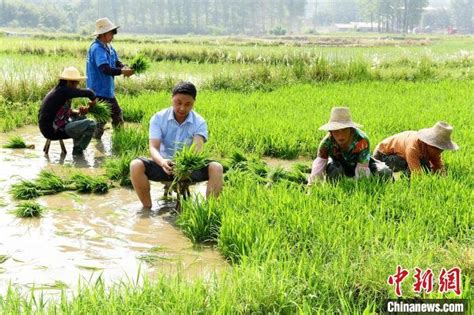 河南新县：初夏时节插秧忙凤凰网河南凤凰网