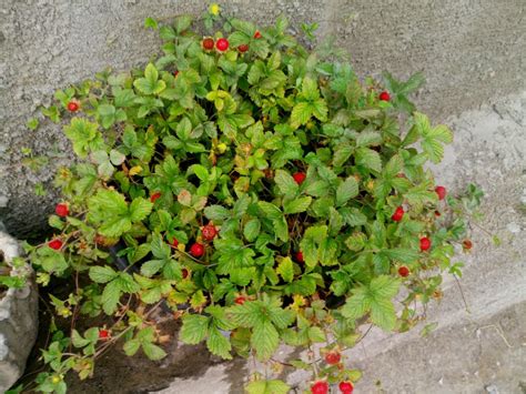 PlanetalsadГАЛЕРЕЯ: Почвопокровные растения - Planetalsad