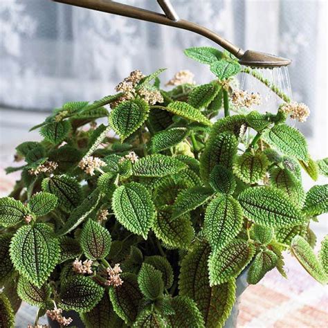 КОМНАТНЫЕ РАСТЕНИЯ С КРАСИВЫМИ ЛИСТЬЯМИ И РЕДКИМ ПОЛИВОМ | Plants ...