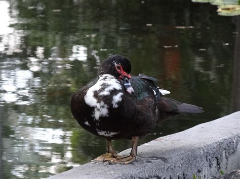 021912 Miami Bayfront Park Pond Muscovy Duck 04 Bayfront Flickr