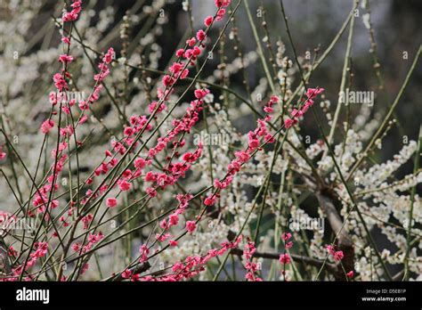 Plum Flower Hi Res Stock Photography And Images Alamy