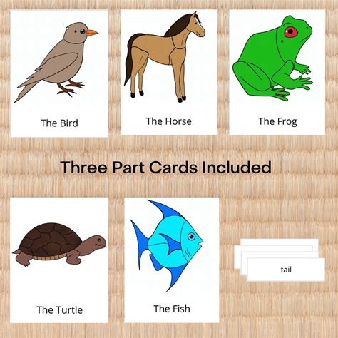 Zoology Nomenclature Descriptions and 3part Cards Bundle - Etsy