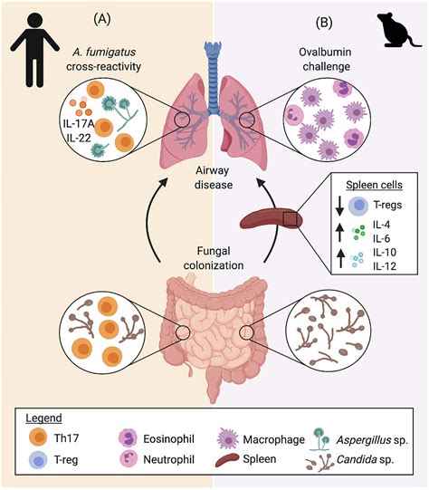 Frontiers The Fungal Microbiome And Asthma