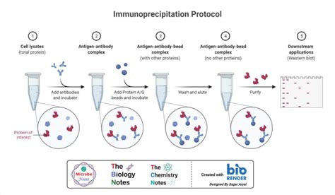 Antigenantibody Reaction Each Antibody Is Able To Bind