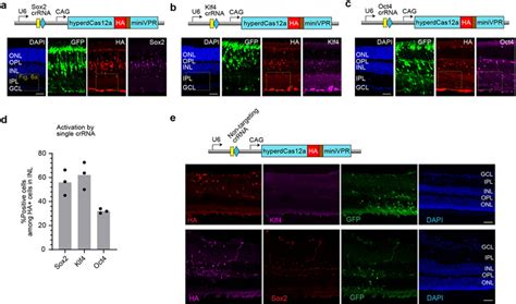 Multiplexed Genome Regulation In Vivo With Hyper Efficient Cas A