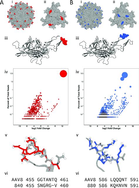 Evolution Of Distinct Surface Loops On The Aav Capsid Mutated Variable