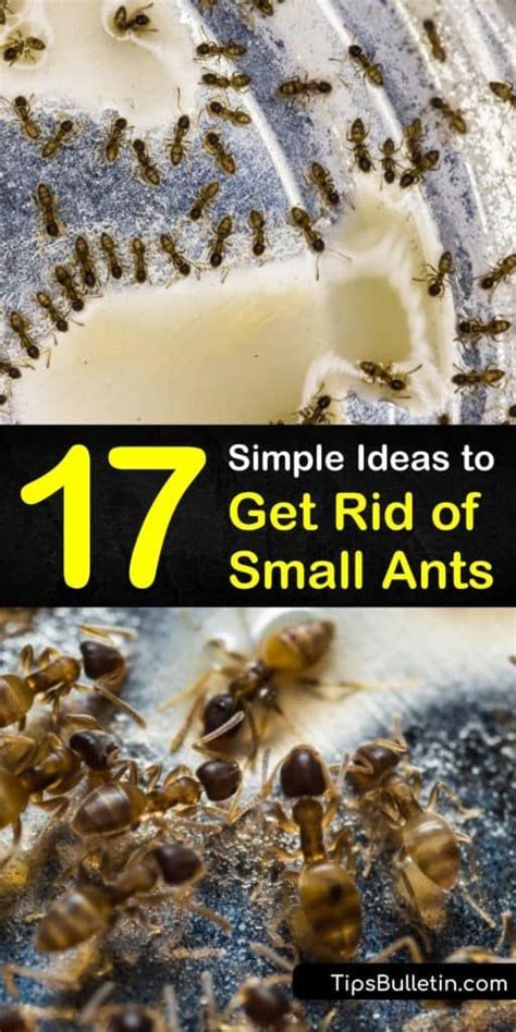 17 Simple Ideas To Get Rid Of Small Ants Ants Tiny Ants Sugar Ants