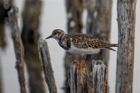 Foraging Ruddy Turnstone Wading Bird Arenaria Interpres Along The