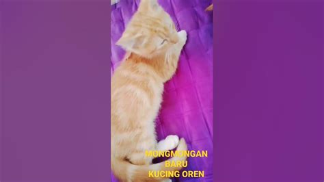 Kucing Oren Baru Sehari Youtube