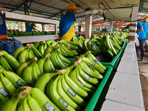 Ecuadorian Banana Exporters Are Betting On A Comeback For